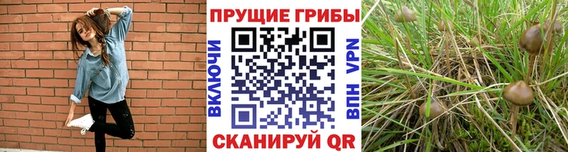 Галлюциногенные грибы прущие грибы  Купить закладки  Когалым 